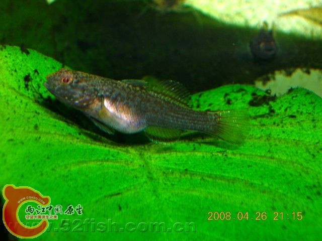 goutoujin.jpg