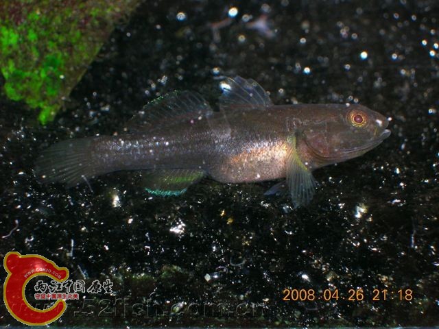 goutoujin 2.jpg