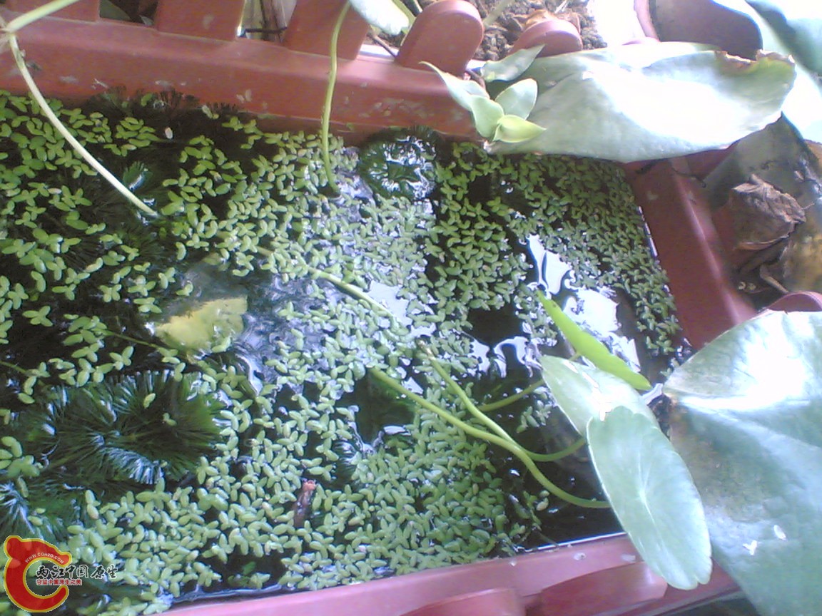 Image(906).jpg