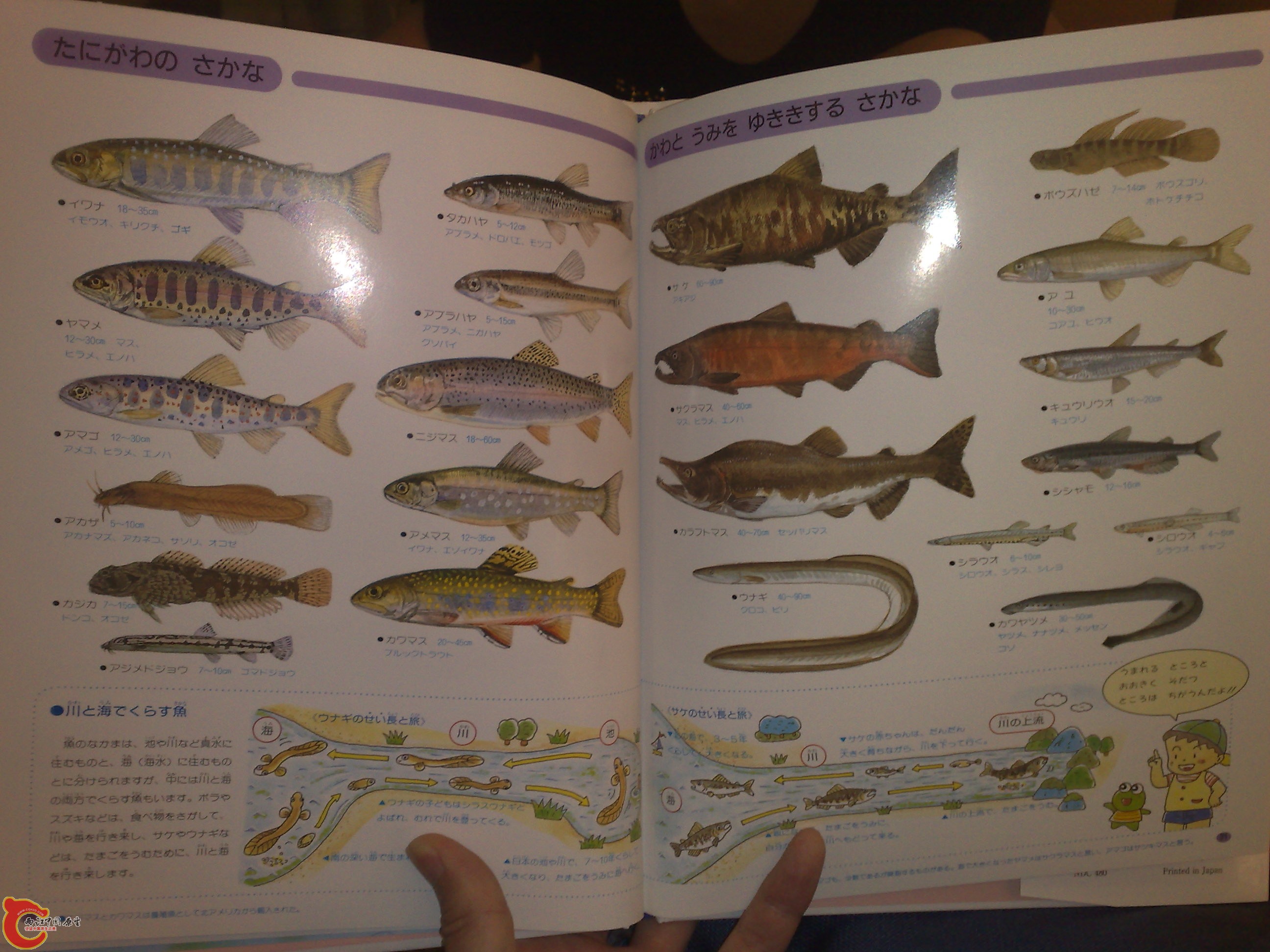 20100719199.jpg