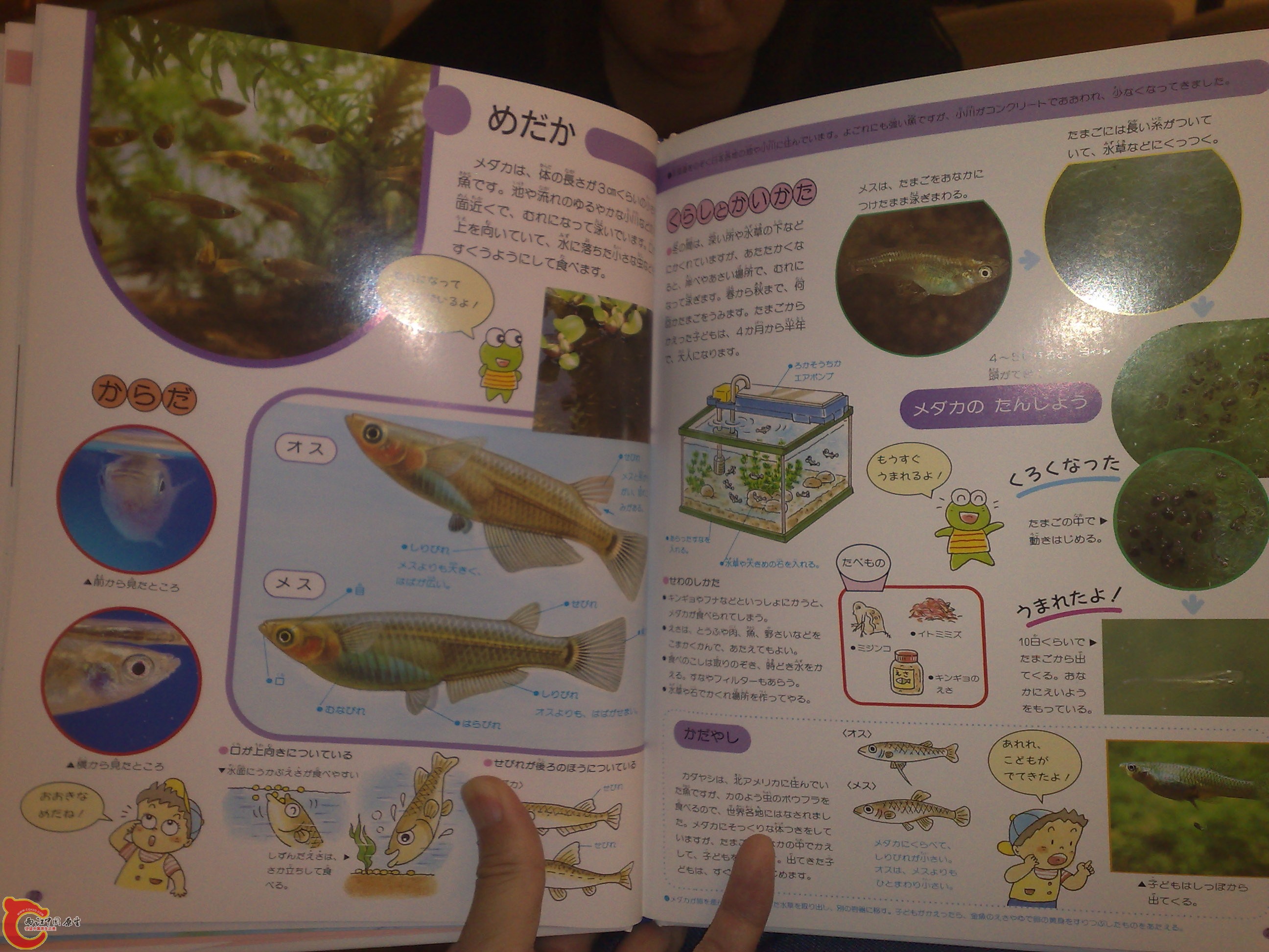 20100719195.jpg