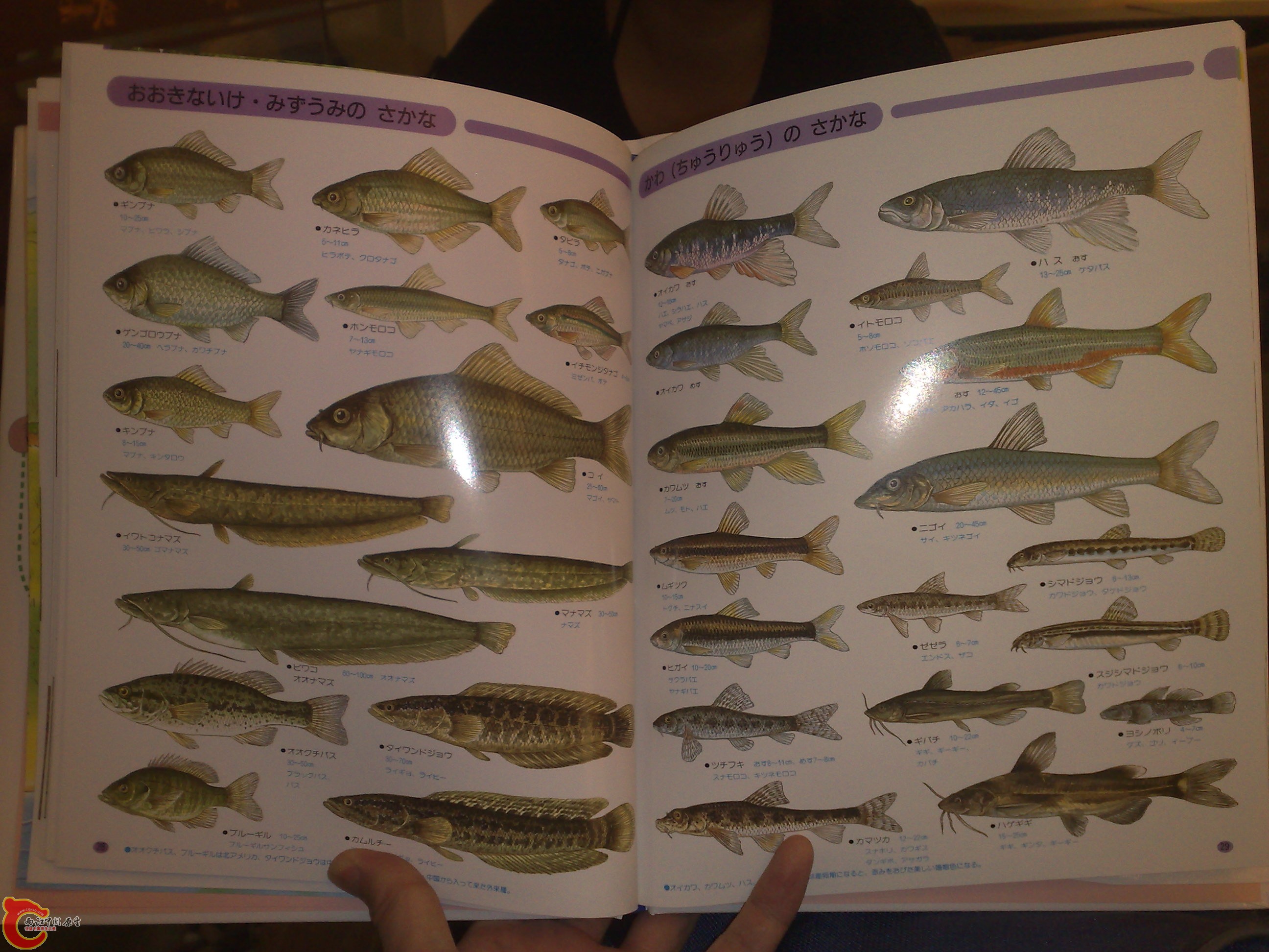 20100719198.jpg