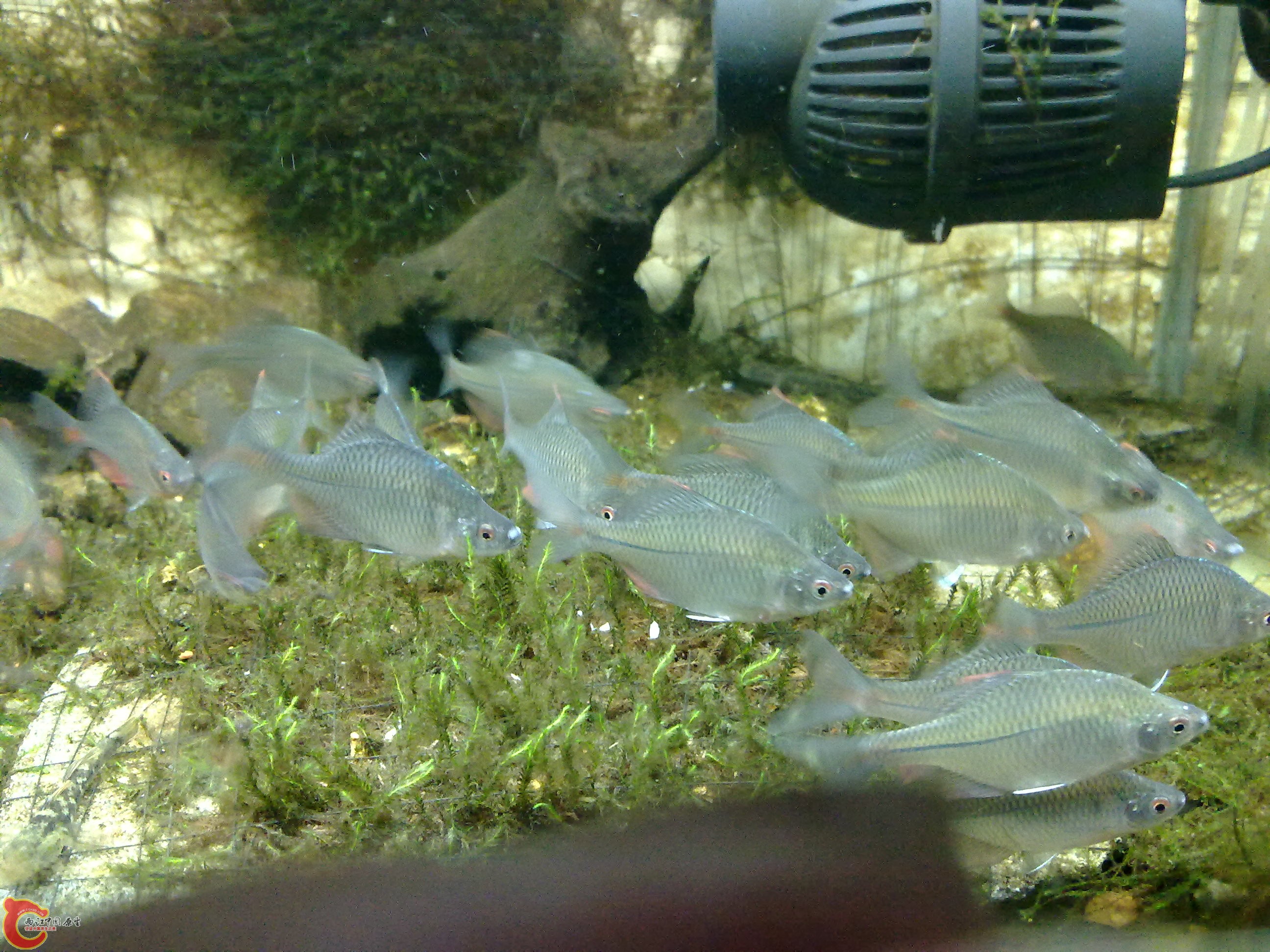 20100901113.jpg
