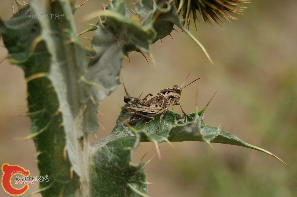 DSC_5732.JPG