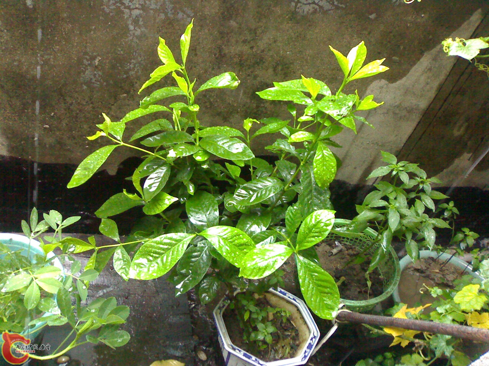 20100903596.jpg