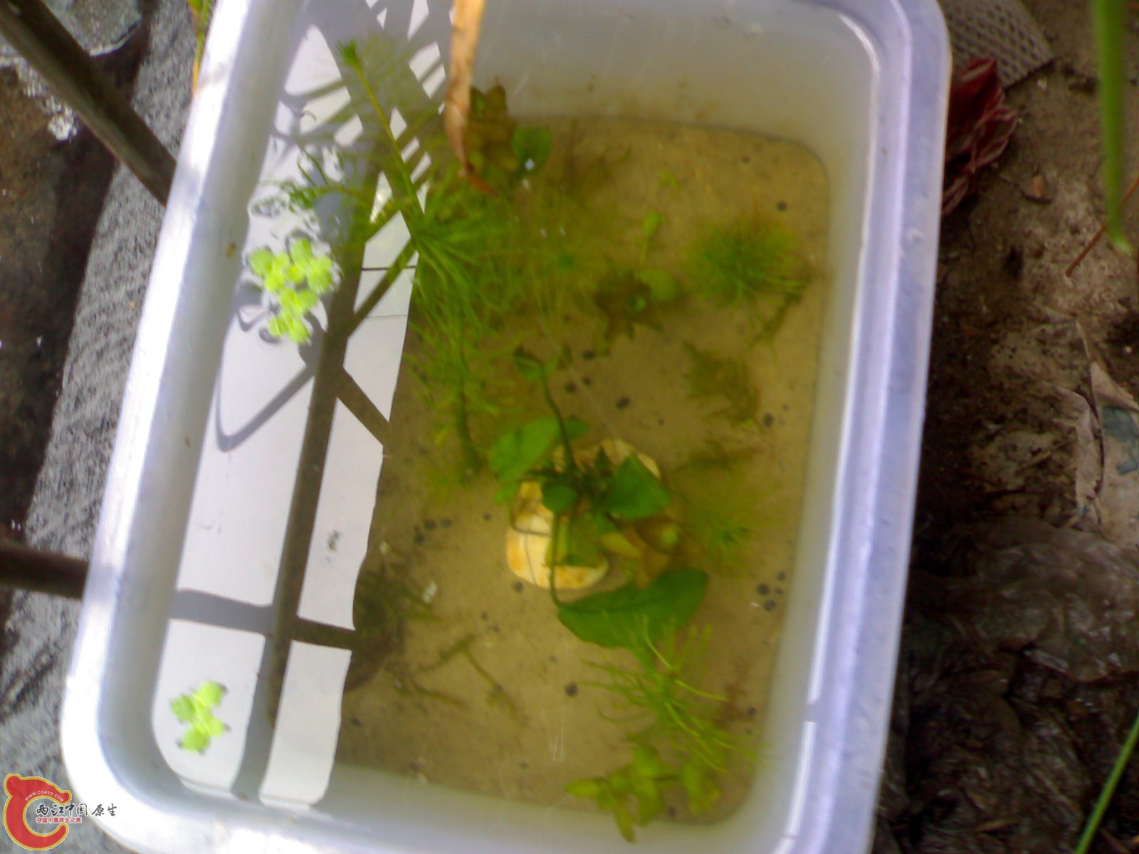 20100903603.jpg