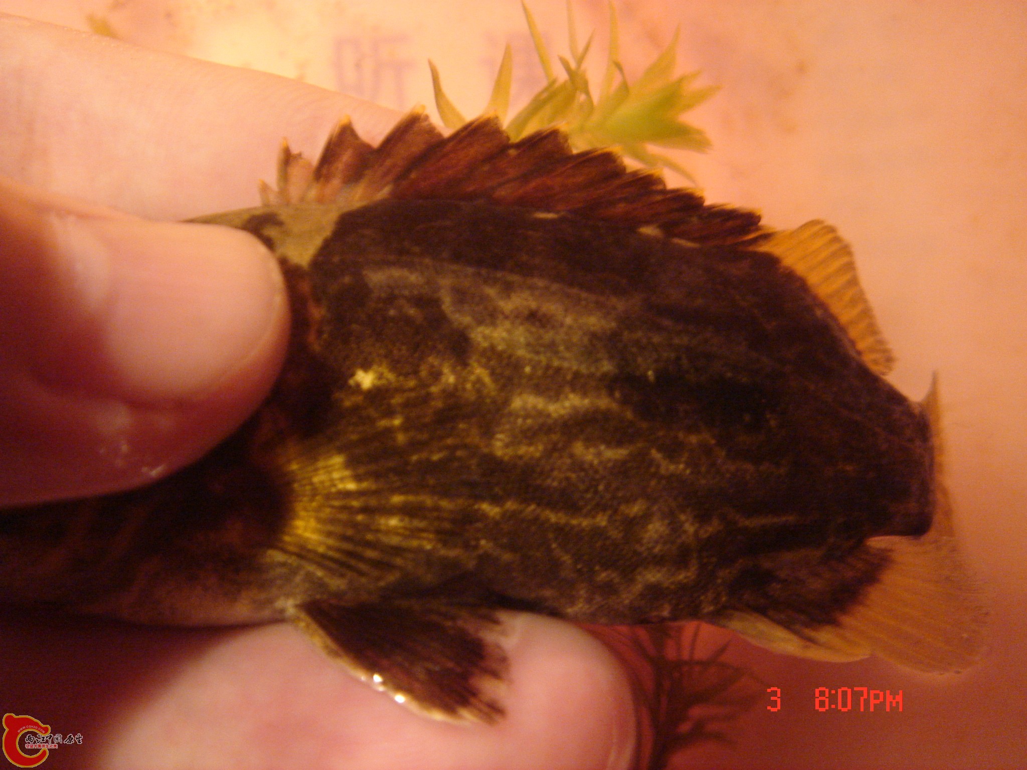 DSC06029.jpg