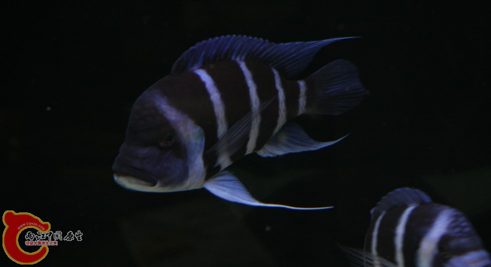 06.jpg