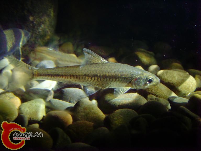 银色额须鱼
