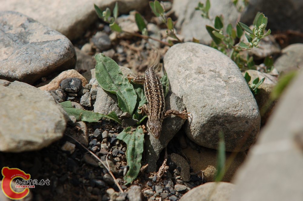 DSC_0988.JPG