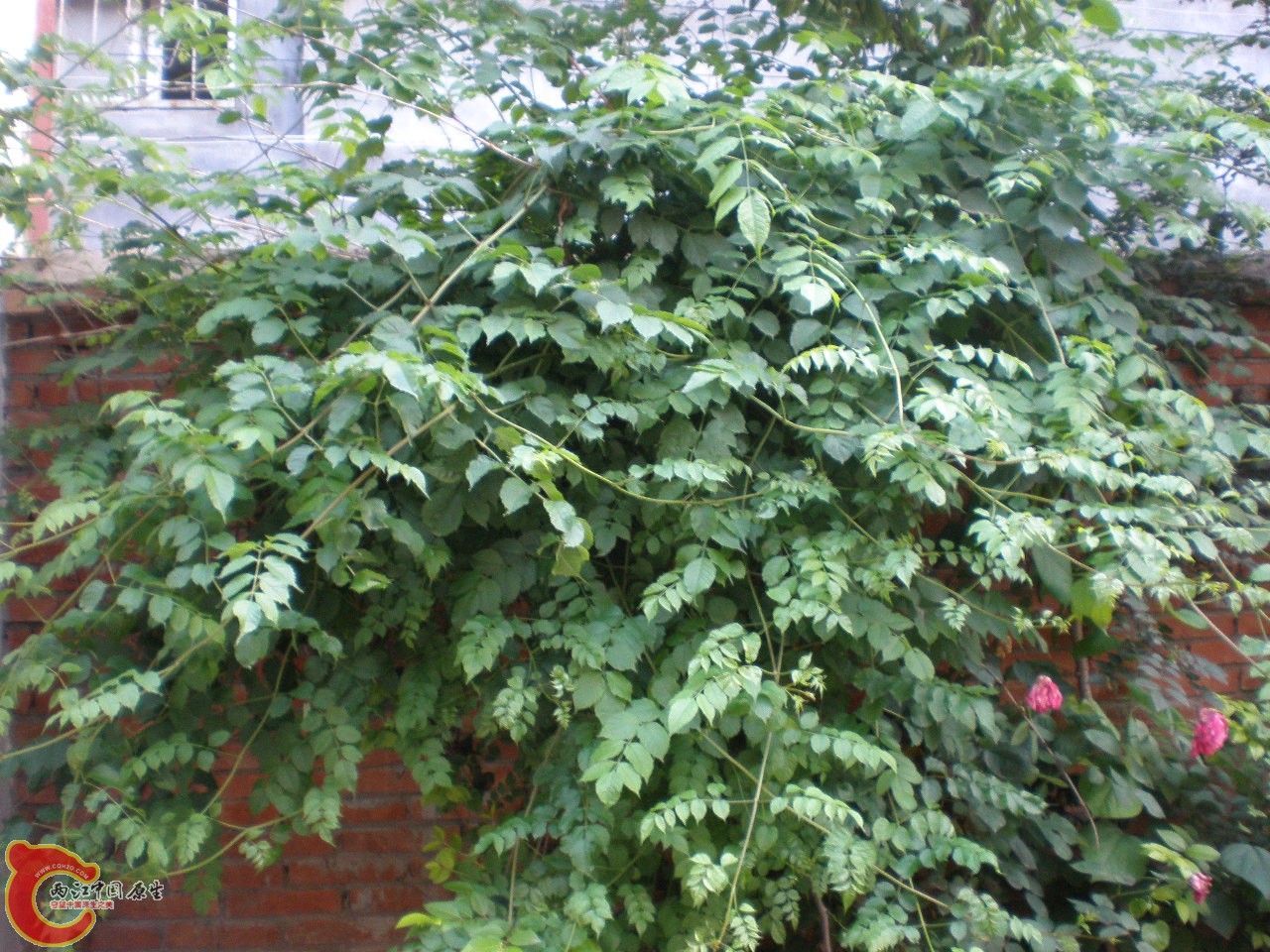 P6101294.JPG