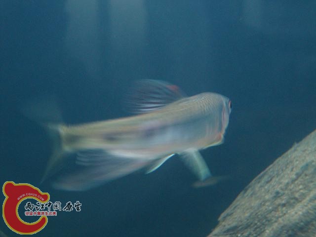 DSC00504.JPG