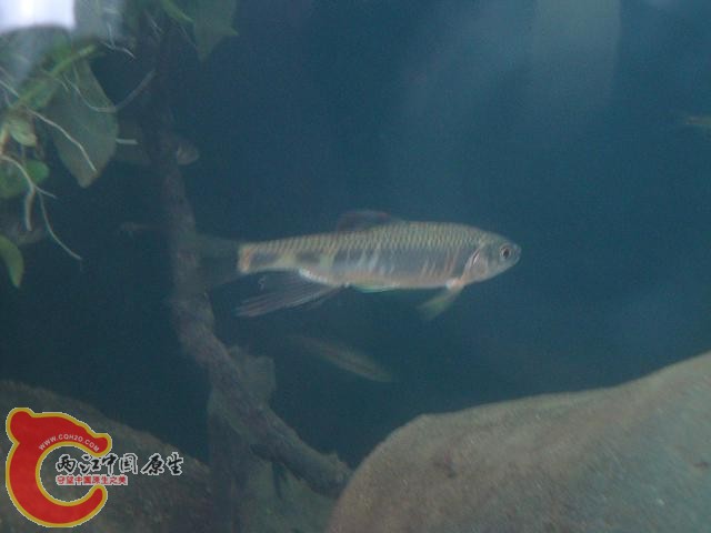 DSC00500.JPG