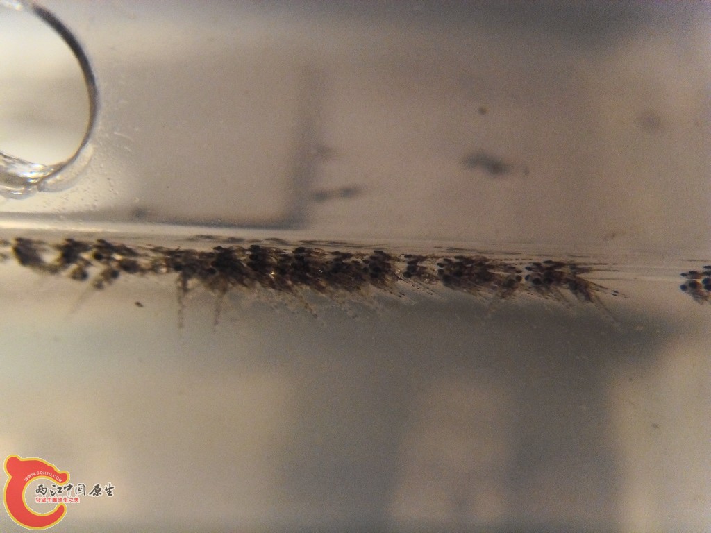 SDC14558.JPG