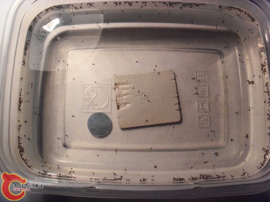 SDC14557.JPG