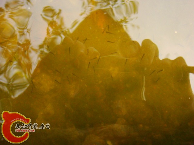DSC07160.JPG