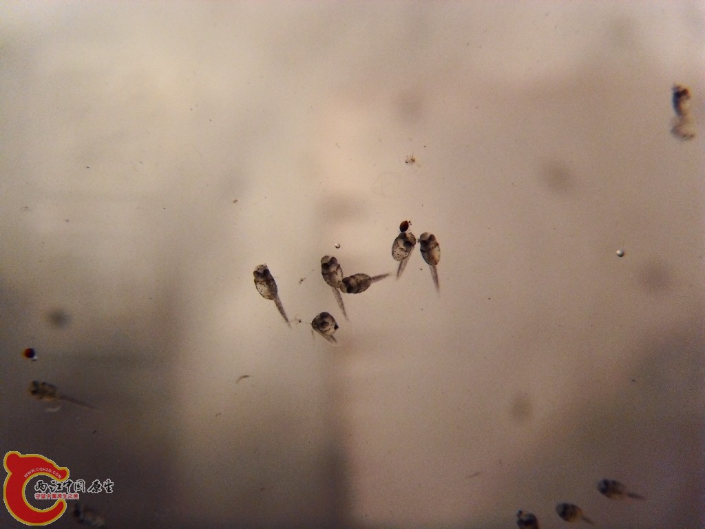 SDC14420.JPG