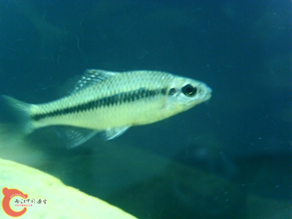 SDC14498.JPG