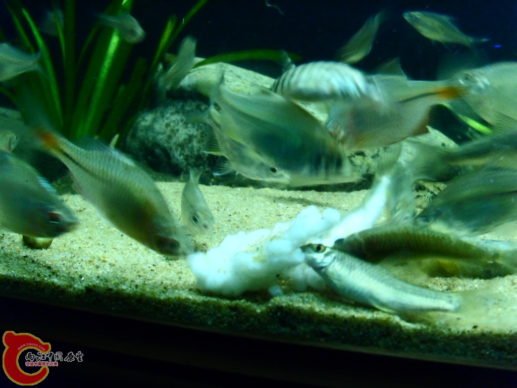 SDC14508.JPG