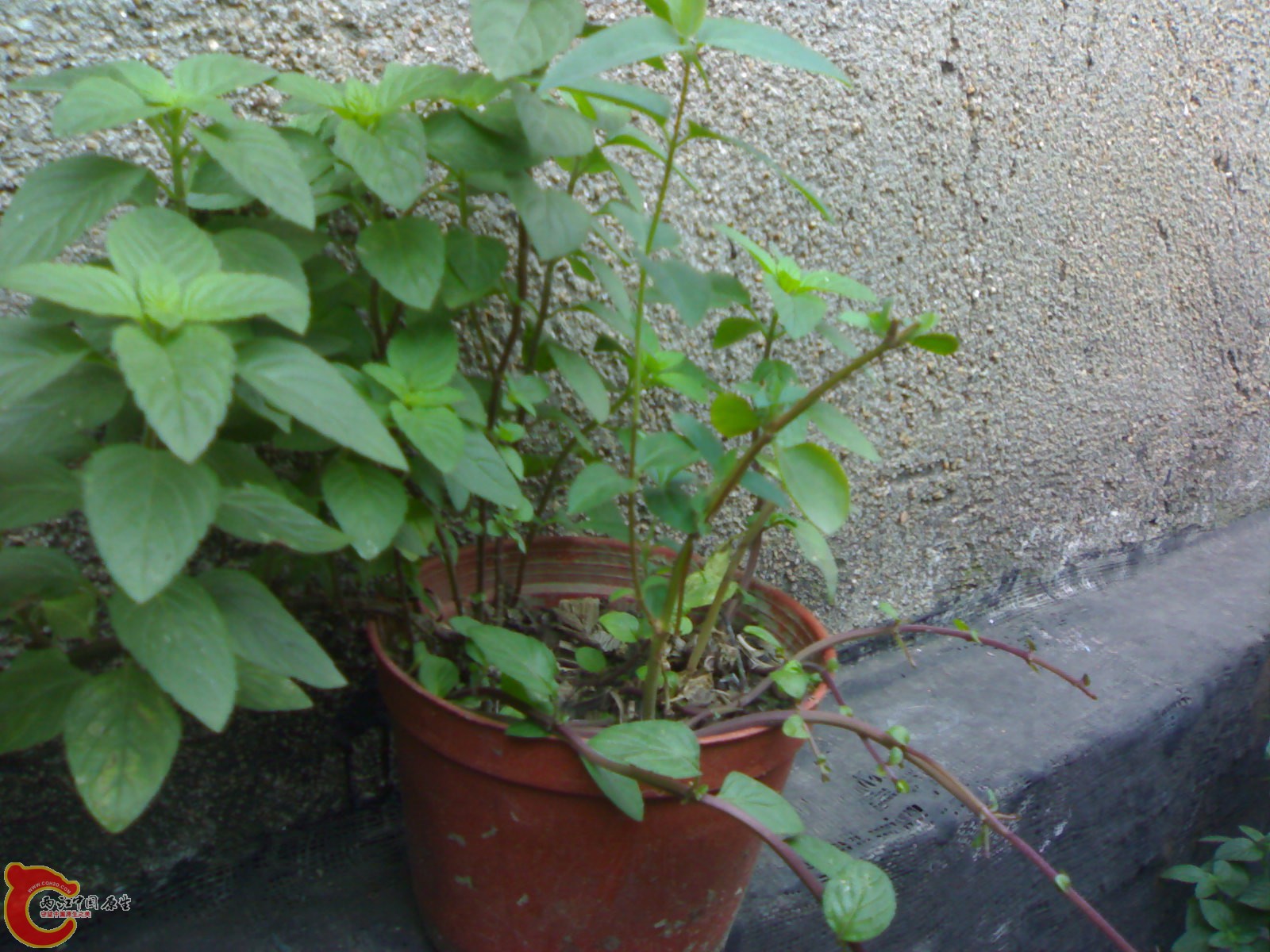 20100914723.jpg