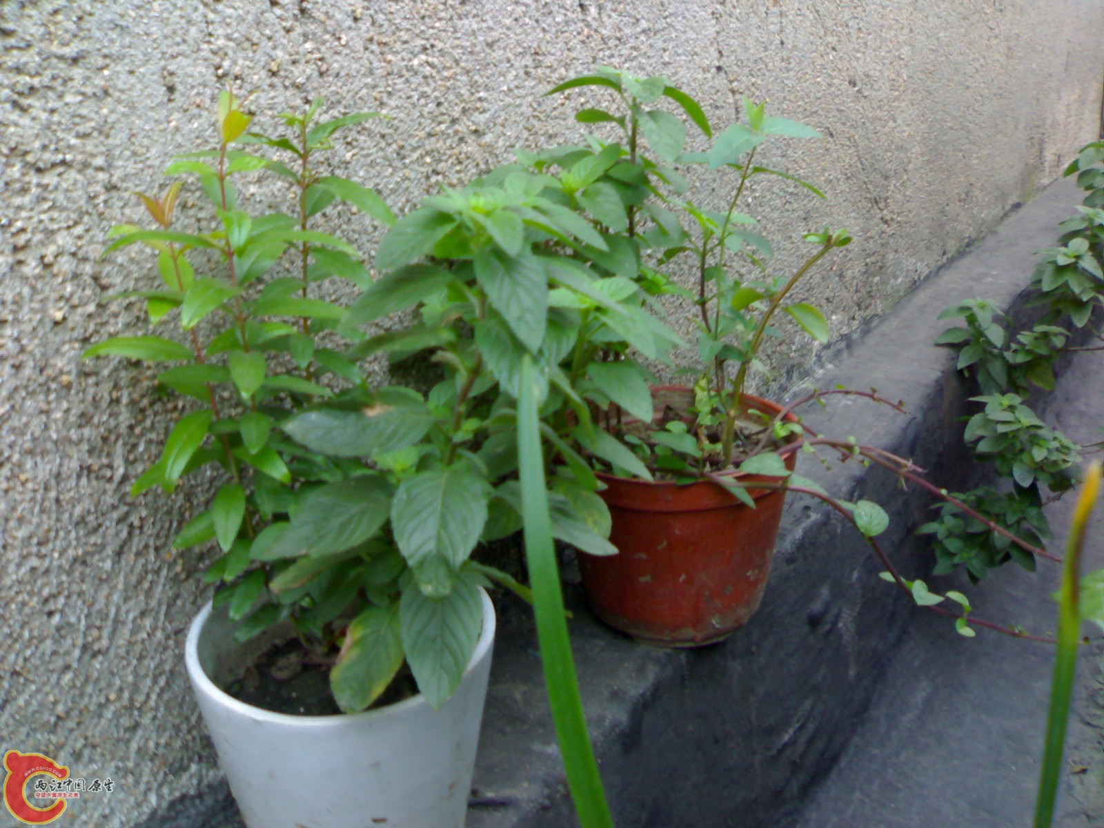 20100914722.jpg