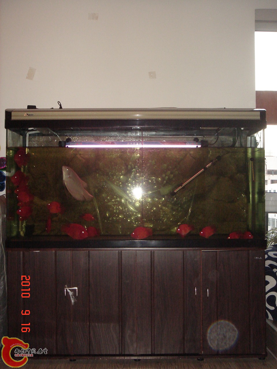 鱼缸与鱼儿和设备全部转让