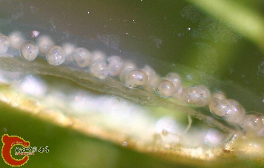 未知生物的卵