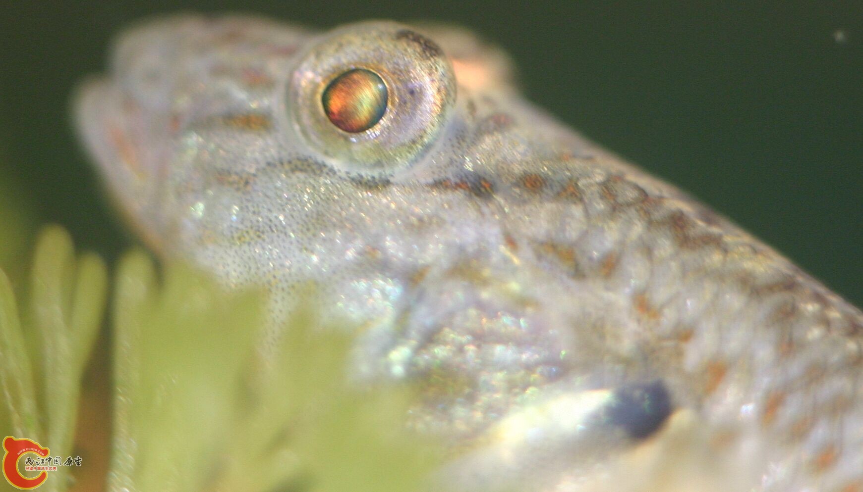 鱼脸4.jpg