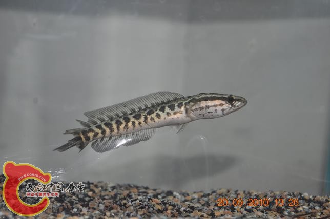 DSC_2177.JPG