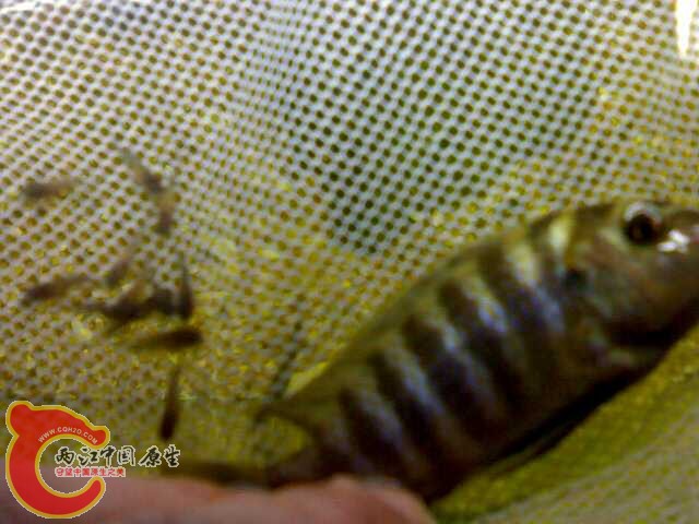 20030703004.jpg