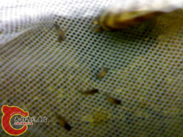 20030703008.jpg