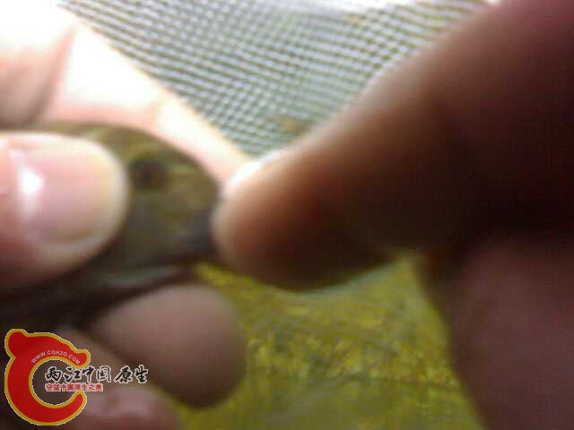 20030703009.jpg