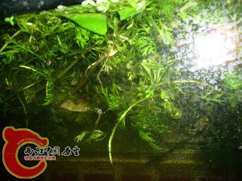 躲再杂草里 水芹 蜈蚣草 金鱼藻