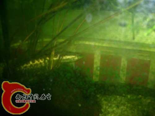 躲在睡莲杠子边