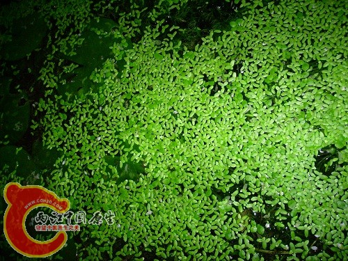 都是浮萍 已经看不到水了