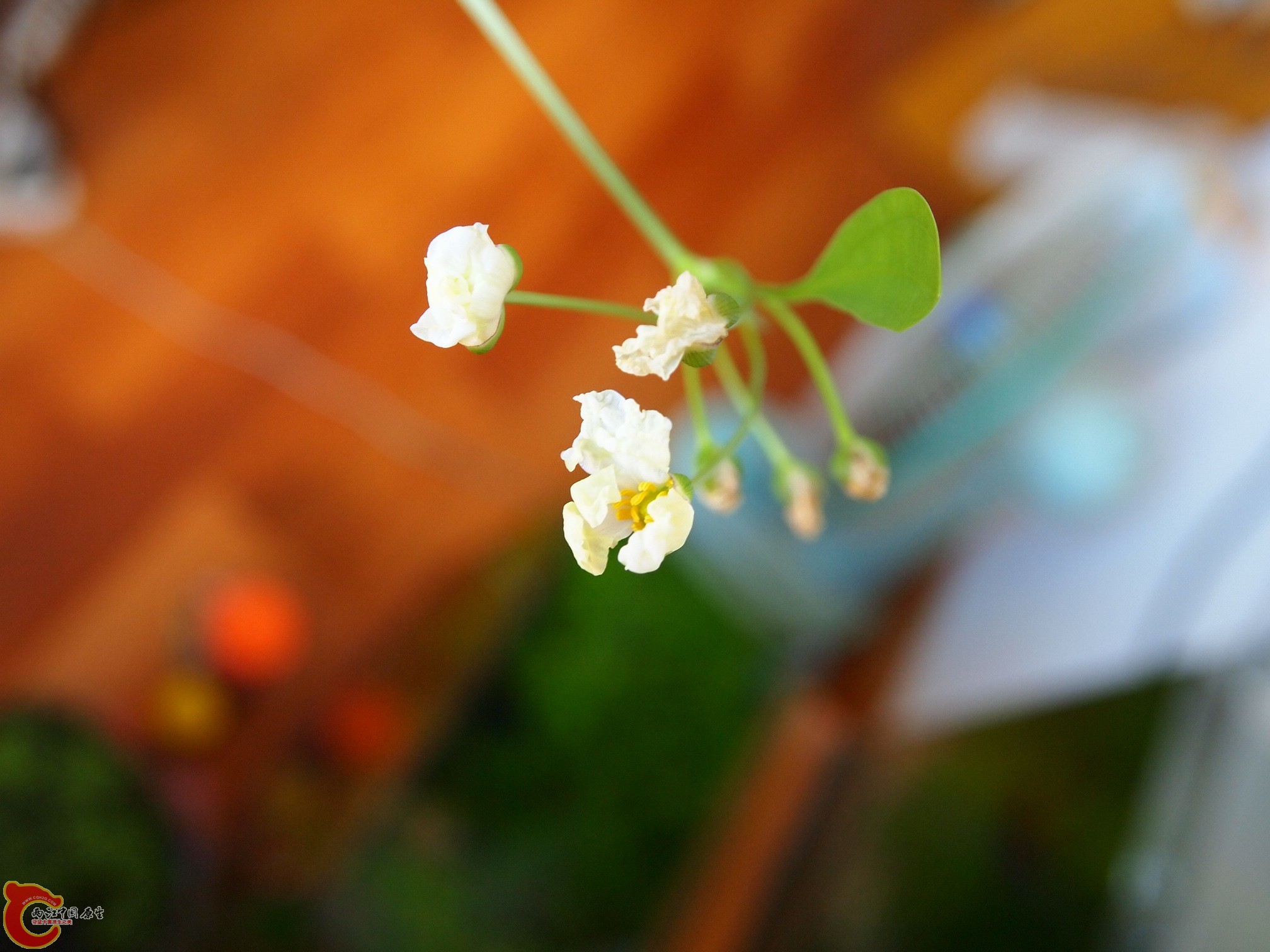 P9222345.JPG