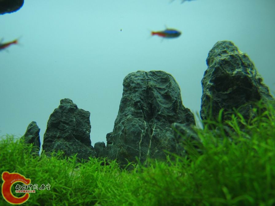 调整大小 IMG_5524.JPG