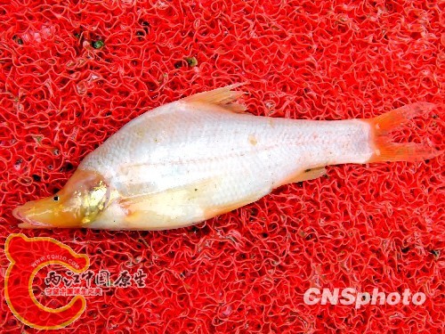 这又是什么怪鱼