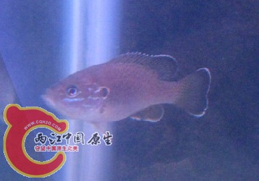 原生.jpg