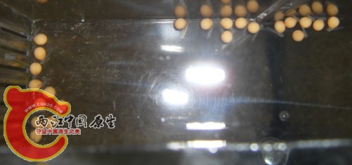 小家伙合影