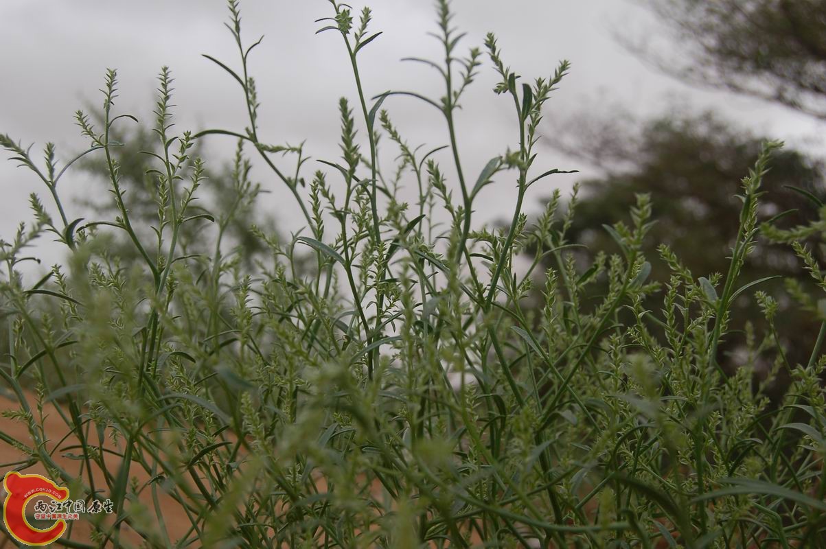 调整大小 DSC_7821.JPG