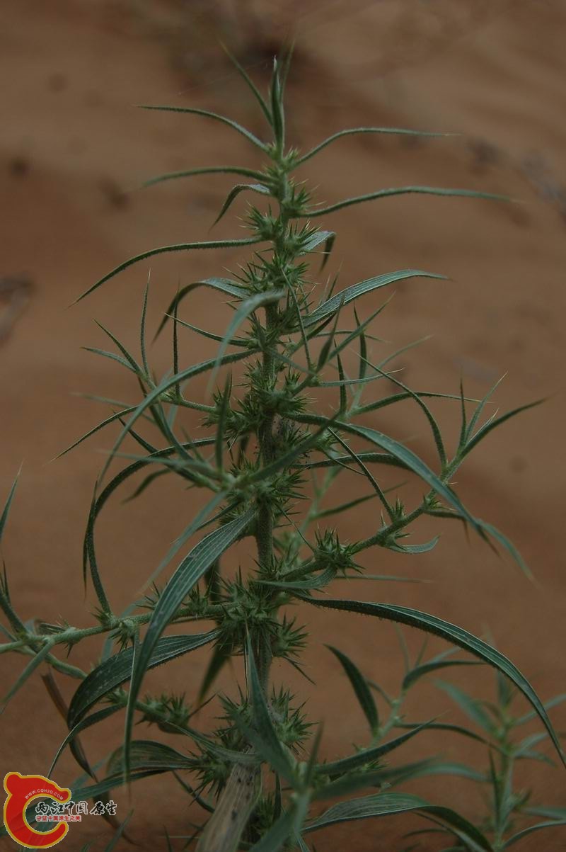 调整大小 DSC_7824.JPG