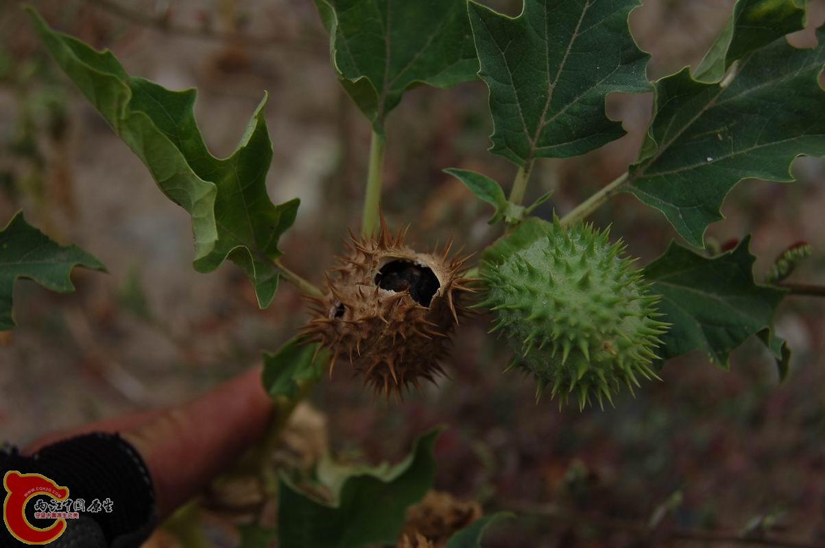 调整大小 DSC_7877.JPG