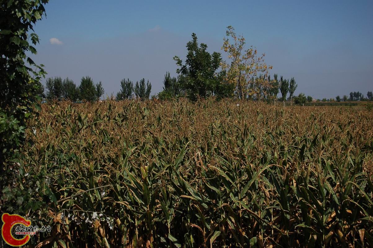 调整大小 DSC_7961.JPG