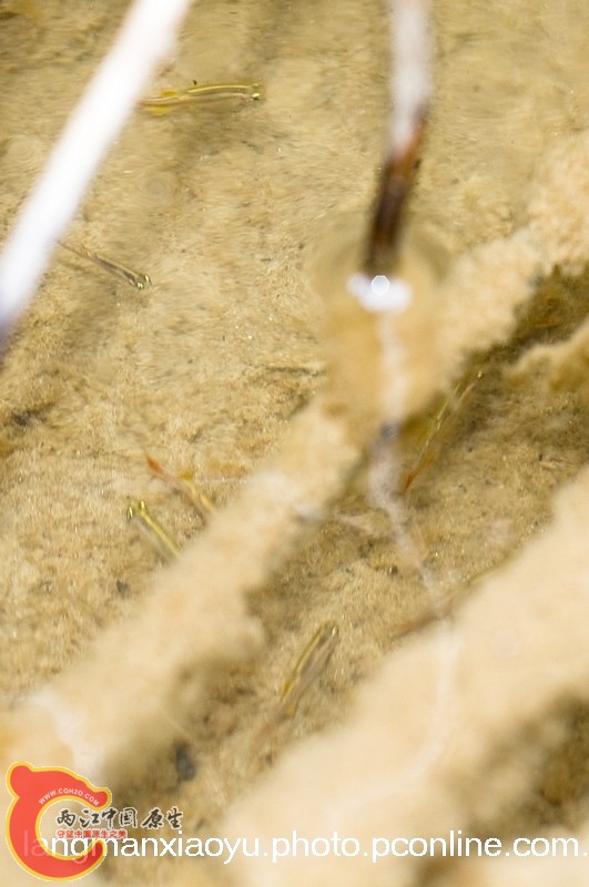 DSC_5002.jpg