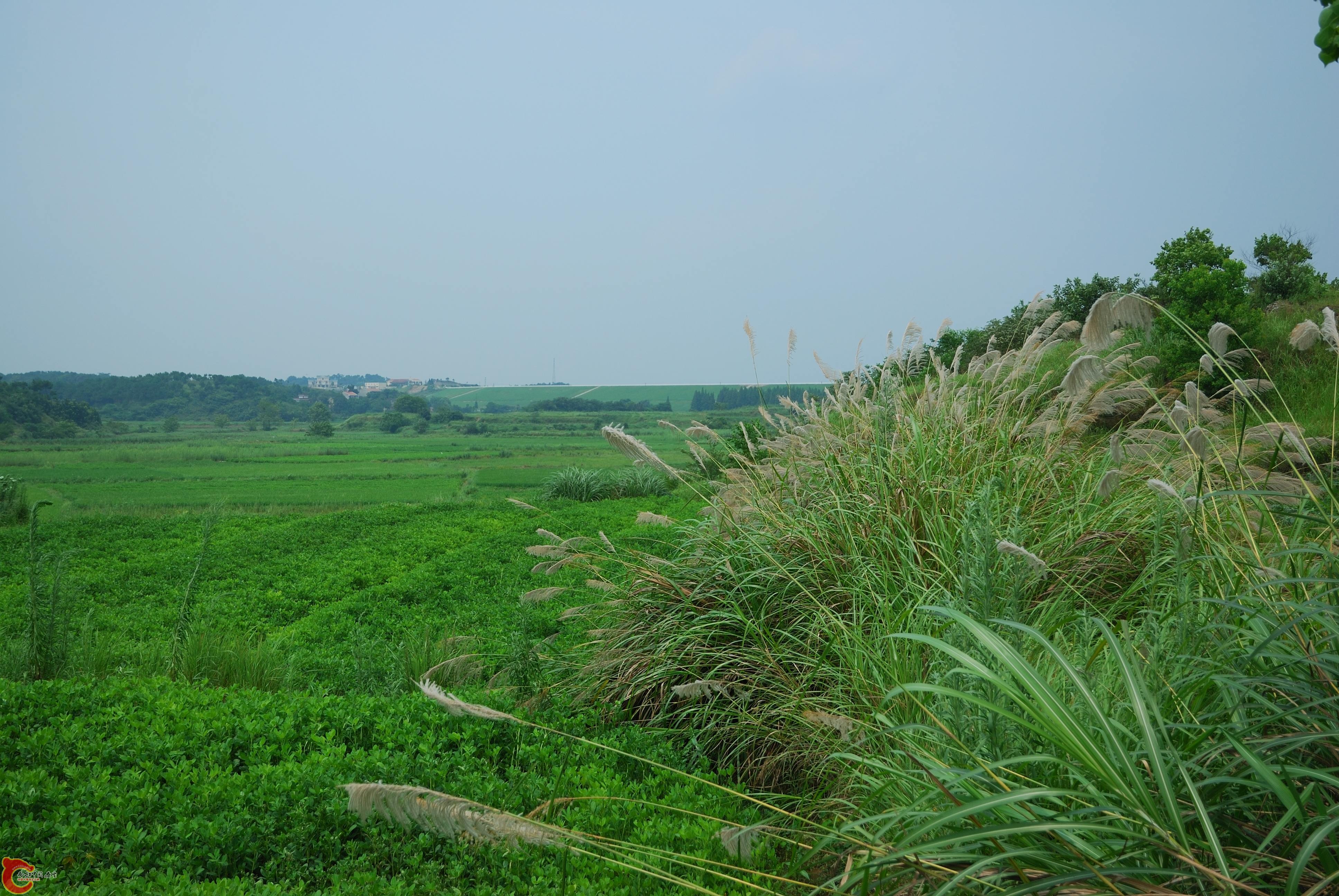 DSC_0136.jpg