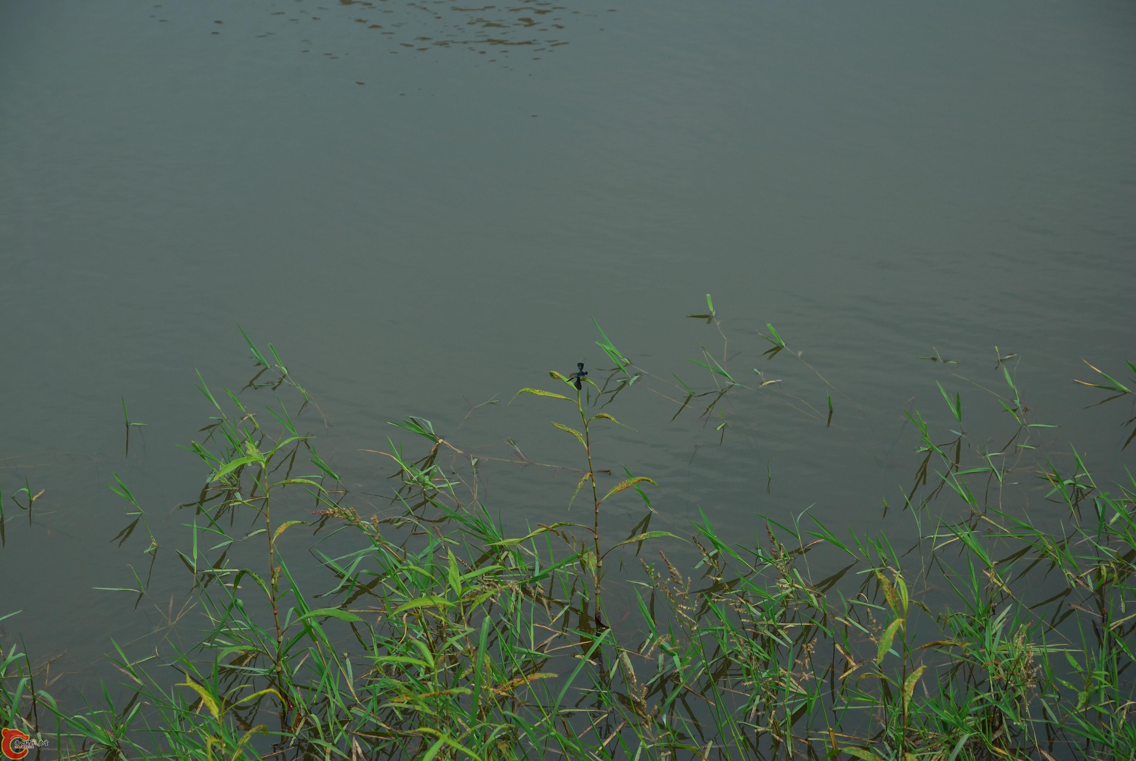 DSC_0142.jpg