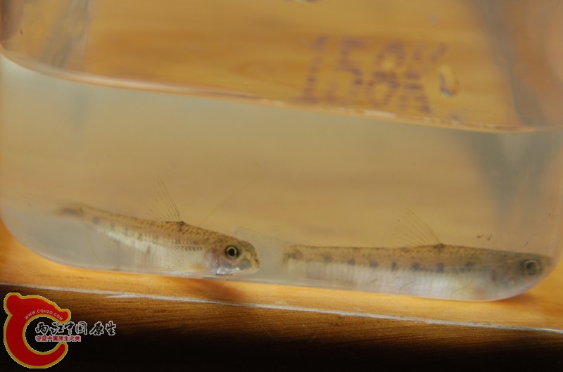 DSC_0162.JPG