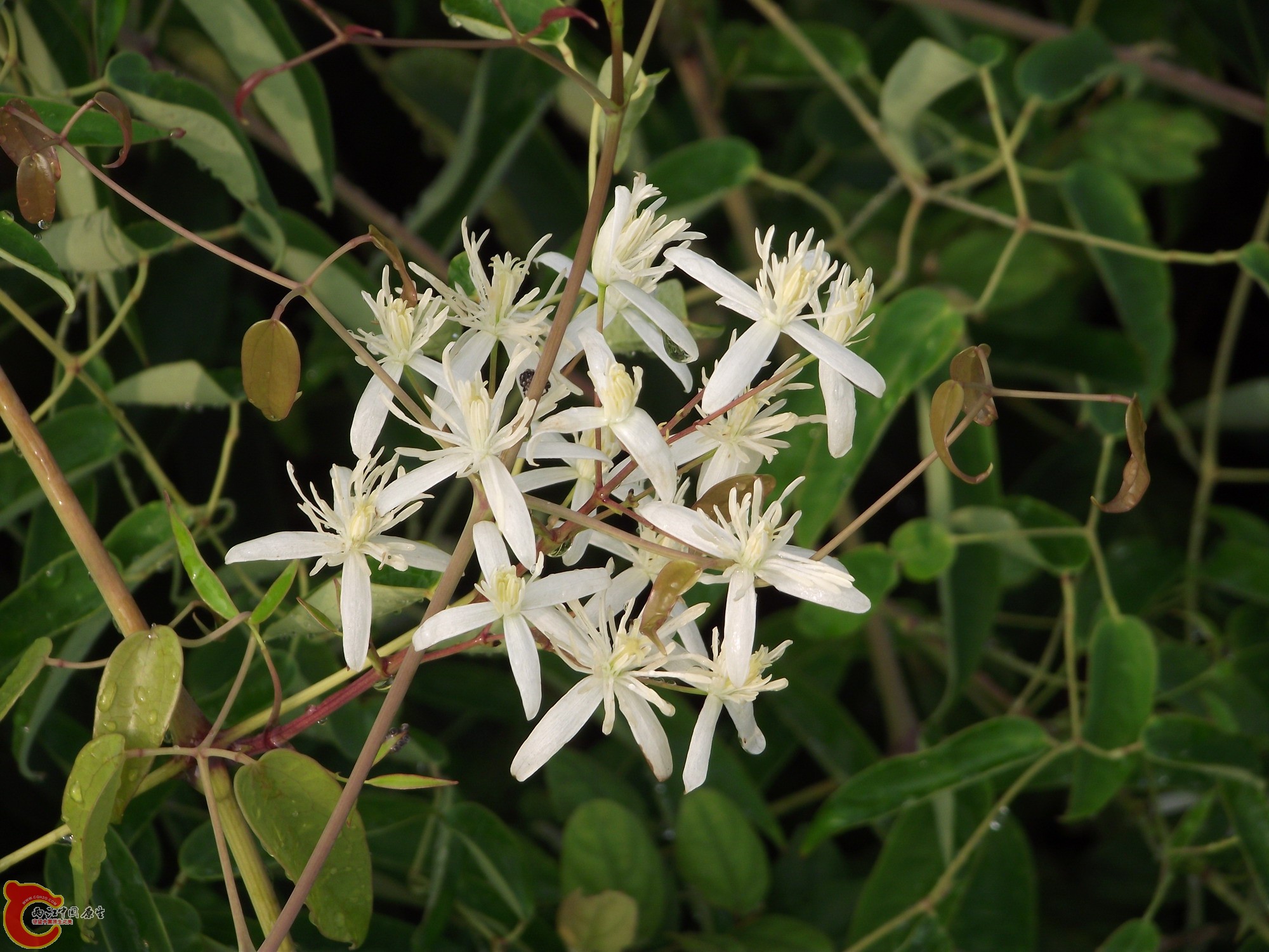 DSCF0196_缩小大小.JPG