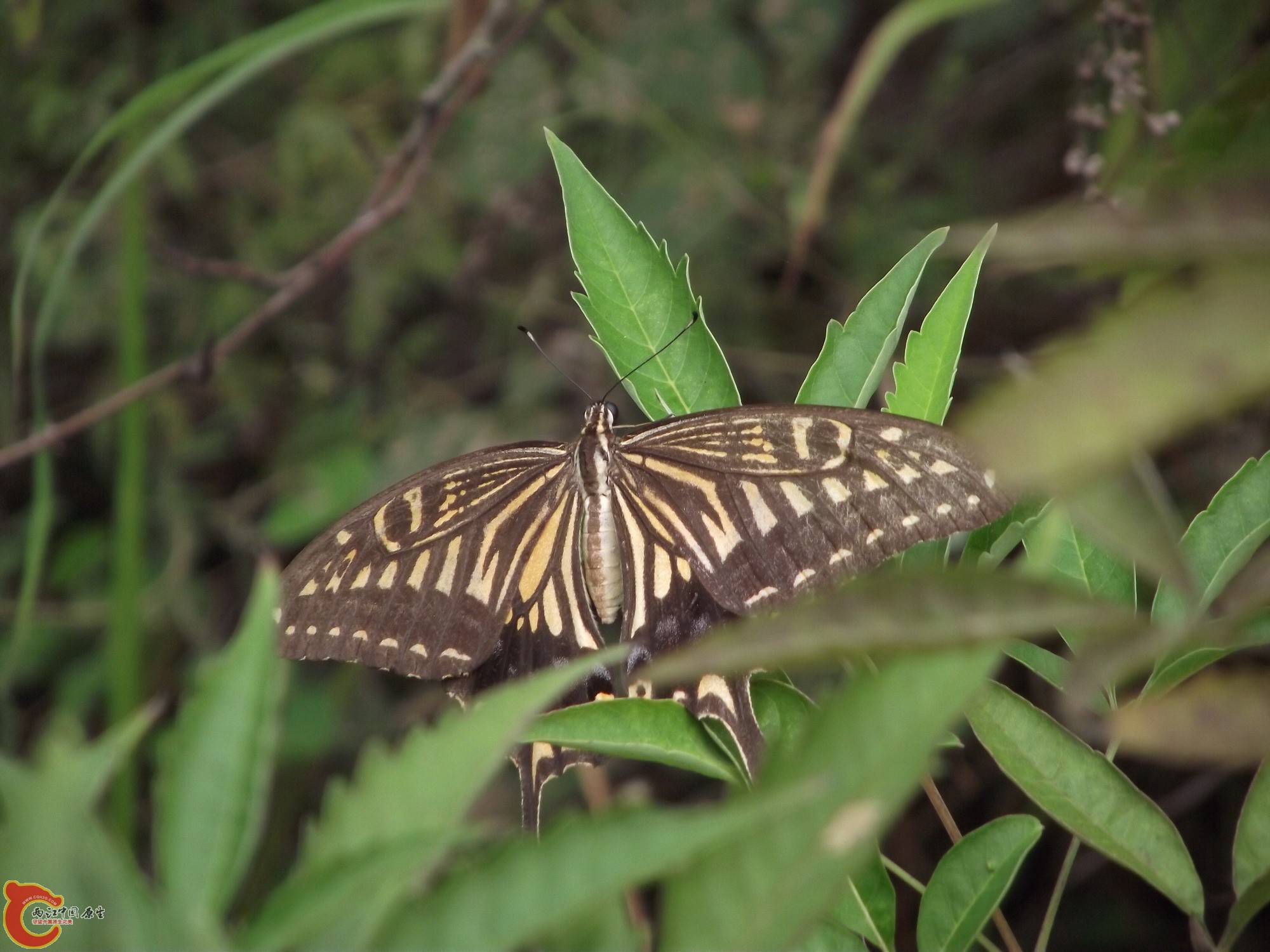 DSCF0163_缩小大小.JPG